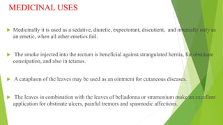 tobacco leaves uses Medicinal uses of tobacco