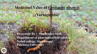 1
Medicinal Value of Cordyceps sinensis
(Yarsagumba)
Presented By :- Shailendra Shah
Department of pharmaceutical science
Nobel college, Sinamangal
Pokhara University
 