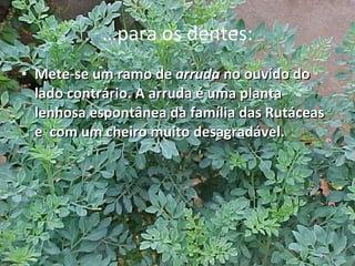 … para os dentes: Mete-se um ramo de  arruda  no ouvido do lado contrário. A arruda é uma planta lenhosa espontânea da família das Rutáceas e  com um cheiro muito desagradável. 