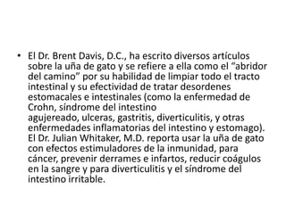 • El Dr. Brent Davis, D.C., ha escrito diversos artículos
  sobre la uña de gato y se refiere a ella como el “abridor
  del camino” por su habilidad de limpiar todo el tracto
  intestinal y su efectividad de tratar desordenes
  estomacales e intestinales (como la enfermedad de
  Crohn, síndrome del intestino
  agujereado, ulceras, gastritis, diverticulitis, y otras
  enfermedades inflamatorias del intestino y estomago).
  El Dr. Julian Whitaker, M.D. reporta usar la uña de gato
  con efectos estimuladores de la inmunidad, para
  cáncer, prevenir derrames e infartos, reducir coágulos
  en la sangre y para diverticulitis y el síndrome del
  intestino irritable.
 