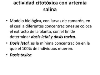 actividad citotóxica con artemia
                  salina
• Modelo biológica, con larvas de camarón, en
  el cual a diferentes concentraciones se coloca
  el extracto de la planta, con el fin de
  determinar dosis letal y dosis toxica.
• Dosis letal, es la mínima concentración en la
  que el 100% de individuos mueren.
• Dosis toxica.
 