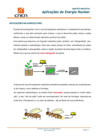 Apostila educativa
                                     Aplicações da Energia Nuclear


APLICAÇÕES NA AGRICULTURA

   É possível acompanhar, com o uso de traçadores radioativos, o metabolismo das plantas,

   verificando o que elas precisam para crescer, o que é absorvido pelas raízes e pelas

   folhas e onde um determinado elemento químico fica retido.

   Uma planta que absorveu um traçador radioativo pode, também, ser “radiografada”, per-

   mitindo localizar o radioisótopo. Para isso, basta colocar um filme, semelhante ao usado

   em radiografias e abreugrafias, sobre a região da planta durante alguns dias e revelá-lo.

   Obtém-se o que se chama de auto-radiografia da planta.




   A técnica do uso de traçadores radioativos também possibilita o estudo do comportamen-

   to de insetos, como abelhas e formigas.

   Ao ingerirem radioisótopos, os insetos ficam marcados, porque passam a “emitir radia-
   ção”, e seu “raio de ação” pode ser acompanhado. No caso de formigas, descobre-se

   onde fica o formigueiro e, no caso de abelhas, até as flores de sua preferência.




                              Comissão Nacional de Energia Nuclear
                                       www.cnen.gov.br                             Página 9
 