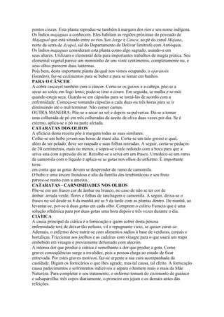 pontos cinzas. Esta planta reproduz-se também à margem dos rios e seu nome indígena.
Os Índios majaguas a conhecem. Eles habitam as regiões próximas do povoado de
Majagual que está situado entre os rios San Jorge e Cauca, ao pé do canal Mojana,
norte da serra de Ayapel, sul do Departamento de Bolívar limítrofe com Antióquia.
Os Índios majaguas consideram esta planta como algo sagrado, usando-a em
seus altares. Utilizam o elemental dela para importantes trabalhos de magia prática. Seu
elemental vegetal parece um menininho de uns vinte centímetros, completamente nu, e
seus olhos parecem duas lanternas.
Pois bem, desta importante planta da qual nos vimos ocupando, o ojaransin
(loendro), faz-se cozimentos para se beber e para se tomar em banhos.
PARA O CÂNCER
A cobra cascavel também cura o câncer. Corta-se os guizos e a cabeça, põe-se a
secar ao solou em fogo lento; pode-se tirar o couro. Em seguida, se malha e se mói
quando esteja seca. Guarda-se em cápsulas para se tomá-las de acordo com a
enfermidade. Começa-se tomando cápsulas a cada duas ou três horas para se ir
diminuindo até o mal terminar. Não comer carnes.
OUTRA MANEIRA: Põe-se a secar ao sol e depois se pulveriza. Dá-se a tomar
uma colherada de pó em três colheradas de azeite de oliva duas vezes por dia. Se é
externo, aplica-se o pó na parte afetada.
CATARATAS DOS OLHOS
A eficácia desta receita põe à margem todas as suas similares:
Colhe-se um hobo jovem nas horas de maré alta. Corta-se um talo grosso o qual,
além de ser pelado, deve ser raspado e suas folhas retiradas. A seguir, corta-se pedaços
de 20 centímetros, mais ou menos, e sopra-se o talo redondo com a boca para que a
seiva saia com a pressão do ar. Recolhe-se a seiva em um frasco. Umedece-se um ramo
de camomila com o líquido e aplica-se as gotas nos olhos do enfermo. É importante
terse
em conta que as gotas devem se desprender do ramo de camomila.
O hobo e uma árvore frondosa e alta da família das terebintáceas e seu fruto
parece-se muito com a ameixa.
CATARATAS - CARNOSIDADES NOS OLHOS
Põe-se em um frasco cor de âmbar ou branco, no caso de não se ter cor de
âmbar: arruda verde, flores e folhas de tanchagem e camomila. A seguir, deixa-se o
frasco no sol desde as 8 da manhã até as 5 da tarde com as plantas dentro. De manhã, ao
levantar-se, por-se-á duas gotas em cada olho. Comprem o colírio Furacin que é uma
solução oftálmica para por duas gotas uma hora depois e três vezes durante o dia.
CIÁTICA
A causa principal da ciática é a fornicação e quem sofrer desta penosa
enfermidade terá de deixar tão nefasto, vil e repugnante vicio, se quiser curar-se.
Ademais, o enfermo deve nutrir-se com alimentos sadios à base de verduras, cereais e
hortaliças. Friccionar aos joelhos e as cadeiras com vinagre para o que usará um trapo
embebido em vinagre e previamente defumado com alecrim.
A intensa dor que produz a ciática é semelhante a dor que produz a gota. Como
graves conseqüências surge a invalidez, pois a pessoa chega ao estado de ficar
entrevada. Por estes graves motivos, faz-se urgente a sua cura acompanhada da
castidade. Digam os fornicários o que lhes agrade, mas tal causa, tal efeito. A fornicação
causa padecimentos e sofrimentos indizíveis e separa o homem mais e mais da Mãe
Natureza. Para completar o seu tratamento, o enfermo tomará do cozimento de guáiaco
e salsaparrilha: três copos diariamente, o primeiro em jejum e os demais antes das
refeições.
 
