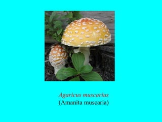Agaricus muscarius
(Amanita muscaria)
 