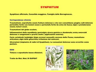 SYNPHITUM

Synphitum officinale. Consolida maggiore. Famiglia delle Borraginacee.


Corrispondenze cliniche
Traumatismi, soprattutto ossei; fratture dolorose o che non consolidano; piaghe; calli dolorosi;
periostite; ferite con lesioni ossee o periostali; ferite da arma da fuoco; algie e protuberanze
ossee; tumori ossei.
Traumatismi del globo oculare.
Infiammazioni della mandibola; gastralgia; ulcera gastrica e duodenale; ernia; emorroidi
dolorose e sanguinanti e prurito anale ( applicazioni esterne).
Carie vertebrali; lombalgie (dopo eccessi sessuali); ascesso dello Psoas; reumatismo
articolare; algie delle ginocchia; irritazione dei monconi.
Ulcerazioni (impiastro di radici di Synphitum). Le sensazioni dolorose sono avvertite come
punture.


DOSI
Tintura e soprattutto basse diluizioni.


Tratto da Mat. Med. Di DUPRAT
 