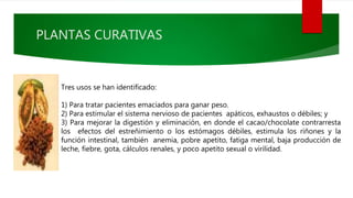 Tres usos se han identificado:
1) Para tratar pacientes emaciados para ganar peso.
2) Para estimular el sistema nervioso de pacientes apáticos, exhaustos o débiles; y
3) Para mejorar la digestión y eliminación, en donde el cacao/chocolate contrarresta
los efectos del estreñimiento o los estómagos débiles, estimula los riñones y la
función intestinal, también anemia, pobre apetito, fatiga mental, baja producción de
leche, fiebre, gota, cálculos renales, y poco apetito sexual o virilidad.
PLANTAS CURATIVAS
 