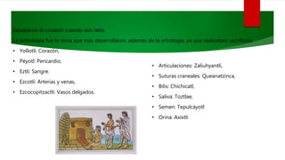 Estudiaron el corazón cuando aún latía.
La osteología fue la rama que más desarrollaron, además de la artrología, ya que realizaban sacrificios.
• Yollotli: Corazón,
• Péyotl: Pericardio,
• Eztli: Sangre.
• Ezcotli: Arterias y venas,
• Ezcocopitzactli: Vasos delgados.
• Articulaciones: Zaliuhyantli,
• Suturas craneales: Queanatzinca,
• Bilis: Chichicatl,
• Saliva: Toztlae,
• Semen: Tepulcáyotl
• Orina: Axixtli
 
