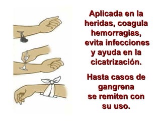 Aplicada en la heridas, coagula hemorragias, evita infecciones y ayuda en la cicatrización. Hasta casos de gangrena se remiten con su uso. 