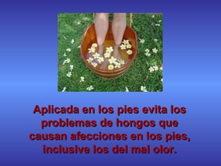 Aplicada en los pies evita losAplicada en los pies evita los
problemas de hongos queproblemas de hongos que
causan afecciones en los pies,causan afecciones en los pies,
inclusive los del mal olor.inclusive los del mal olor.
 