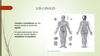 LOS CANALES
Canales o meridianos son los
puntos donde se ponen las
agujas.
A través estimulación de los
puntos los chinos intentan
restablecer el equilibrio.
 