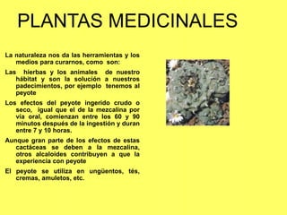 La naturaleza nos da las herramientas y los
medios para curarnos, como son:
Las hierbas y los animales de nuestro
hábitat y son la solución a nuestros
padecimientos, por ejemplo tenemos al
peyote
Los efectos del peyote ingerido crudo o
seco, igual que el de la mezcalina por
vía oral, comienzan entre los 60 y 90
minutos después de la ingestión y duran
entre 7 y 10 horas.
Aunque gran parte de los efectos de estas
cactáceas se deben a la mezcalina,
otros alcaloides contribuyen a que la
experiencia con peyote
El peyote se utiliza en ungüentos, tés,
cremas, amuletos, etc.
PLANTAS MEDICINALES
 