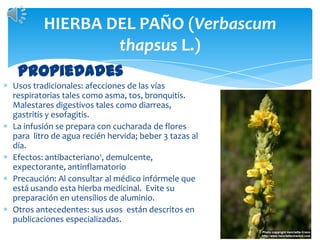 HIERBA DEL PAÑO (Verbascumthapsus L.)PropiedadesUsos tradicionales: afecciones de las vías respiratorias tales como asma, tos, bronquitis. Malestares digestivos tales como diarreas, gastritis y esofagitis.La infusión se prepara con cucharada de flores para litro de agua recién hervida; beber 3 tazas al día.Efectos: antibacteriano1, demulcente, expectorante, antinflamatorioPrecaución: Al consultar al médico infórmele que está usando esta hierba medicinal.  Evite su preparación en utensilios de aluminio.Otros antecedentes: sus usos  están descritos en publicaciones especializadas.
