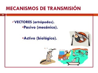 MECANISMOS DE TRANSMISIÓN VECTORES (artrópodos). Pasivo (mecánico). Activo (biológico). 