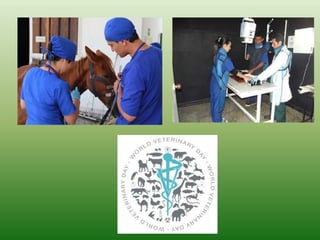 Medicina veterinaria