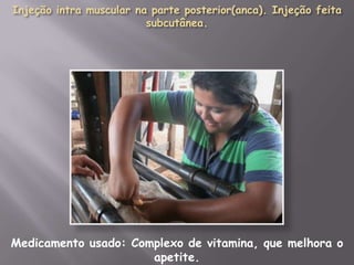Medicamento usado: Complexo de vitamina, que melhora o
apetite.

 
