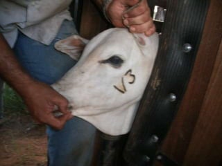 Medicina veterinária