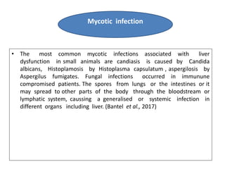 • The most common mycotic infections associated with liver
dysfunction in small animals are candiasis is caused by Candida...