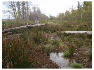 Remembering Medicine Creek