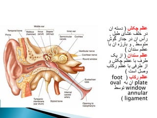 ‫چکش‬ ‫عظم‬
(
‫ان‬ ‫دسته‬
‫طبل‬ ‫غشای‬ ‫خلف‬ ‫در‬
,
‫گوش‬ ‫جدار‬ ‫در‬ ‫ان‬ ‫راس‬
‫متوسط‬
,
‫با‬ ‫ان‬ ‫بارزه‬ ‫و‬
‫سندان‬ ‫عظم‬
)
‫سندان‬ ‫عظم‬
(
‫یک‬ ‫از‬
‫و‬ ‫چکش‬ ‫عظم‬ ‫با‬ ‫طرف‬
‫رکاب‬ ‫عظم‬ ‫با‬ ‫طرفی‬ ‫از‬
‫است‬ ‫وصل‬
)
‫رکاب‬ ‫عظم‬
(
foot
plate
‫به‬ ‫ان‬
oval
window
‫توسط‬
annular
ligament
)
 