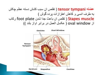 ‫عضله‬
tensor tympani
(
‫چکش‬ ‫عظم‬ ‫دسته‬ ‫کشش‬ ‫سبب‬ ‫ان‬ ‫تقلص‬
‫گوش‬ ‫پرده‬ ‫اهتزازات‬ ‫کاهش‬ ‫و‬ ‫انسی‬ ‫طرف‬ ‫به‬
)
Stapes muscle
(
‫شدن‬ ‫جدا‬ ‫باعث‬ ‫ان‬ ‫تقلص‬
foot plate
‫رکاب‬
‫از‬
oval window
(
‫بلند‬ ‫اواز‬ ‫برابر‬ ‫در‬ ‫العمل‬ ‫عکسل‬
))
 