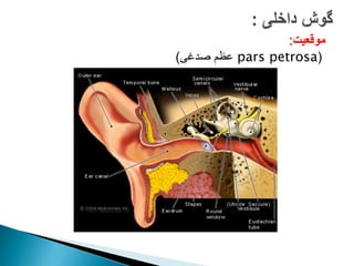 ‫موقعیت‬
:
(
pars petrosa
‫صدغی‬ ‫عظم‬
)
 