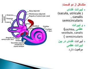 ‫قسمت‬ ‫دو‬ ‫از‬ ‫متشکل‬
:

‫غشای‬ ‫لبیرانت‬
(
(sacula, utricule
, canalis
semicircularis

‫لبیرانت‬ ‫و‬
‫عظمی‬
(cochlea,
vestibule, canalis
semicircularis
)

‫لبیرانت‬
‫بین‬ ‫در‬ ‫غشای‬
‫عظمی‬ ‫لبیرانت‬
‫دارد‬ ‫موقعیت‬
 