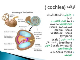 
‫حلزونی‬
‫شکل‬
(
35
‫متر‬ ‫ملی‬
‫طول‬
)

‫توسط‬
‫و‬ ‫قاعدوی‬ ‫غشای‬
reissner
‫به‬
‫قسمت‬ ‫سه‬
‫است‬ ‫شده‬ ‫تقسیم‬
(scala
media , scala
vestibule , scala
tympani)

‫علوی‬ ‫قسمت‬
(
scala
vestibule
)
‫سفلی‬ ‫قسمت‬ ‫و‬
(
scala tympani
)
‫حاوی‬
perilymph

Scala media
‫حاوی‬
‫اندولمف‬
 