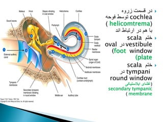 
‫زروه‬ ‫قسمت‬ ‫در‬
cochlea
‫فوحه‬ ‫توسط‬
(
helicomtrema
)
‫اند‬ ‫ارتباط‬ ‫در‬ ‫هم‬ ‫با‬

‫ختم‬
scala
vestibule
‫در‬
oval
window
(foot
(plate

‫ختم‬
scala
tympani
‫در‬
round window
(
‫ایالستیکی‬ ‫غشای‬
secondary tympanic
membrane
)
 