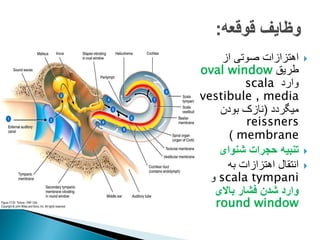 
‫از‬ ‫صوتی‬ ‫اهتزازات‬
‫طریق‬
oval window
‫وارد‬
scala
vestibule , media
‫میگردد‬
(
‫بودن‬ ‫نازک‬
reissners
membrane
)

‫شنوای‬ ‫حجرات‬ ‫تنبیه‬

‫به‬ ‫اهتزازات‬ ‫انتقال‬
scala tympani
‫و‬
‫باالی‬ ‫فشار‬ ‫شدن‬ ‫وارد‬
round window
 