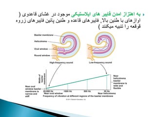 
‫ایالستیکی‬ ‫های‬ ‫فایبر‬ ‫امدن‬ ‫اهتزاز‬ ‫به‬
‫قاعدوی‬ ‫غشای‬ ‫در‬ ‫موجود‬
(
‫باال‬ ‫طنین‬ ‫با‬ ‫اوازهای‬
,
‫زروه‬ ‫فایبرهای‬ ‫پائین‬ ‫طنین‬ ‫و‬ ‫قاعده‬ ‫فایبرهای‬
‫میکنند‬ ‫تنبیه‬ ‫را‬ ‫قوقعه‬
)
 