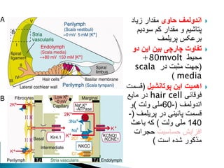 
‫حاوی‬ ‫اندولمف‬
‫زیاد‬ ‫مقدار‬
‫سودیم‬ ‫کم‬ ‫مقدار‬ ‫و‬ ‫پتاشیم‬
‫پریلمف‬ ‫برعکس‬

‫دو‬ ‫این‬ ‫بین‬ ‫چارچی‬ ‫تفاوت‬
‫محیط‬
+80mvolt
(
‫در‬ ‫مثبت‬ ‫جهت‬
scala
media
)

‫پوتانشیل‬ ‫این‬ ‫اهمیت‬
(
‫قسمت‬
‫فوقانی‬
hair cell
‫مایع‬ ‫در‬
‫اندولمف‬
(
-
60
‫ولت‬ ‫ملی‬
)
‫و‬
‫پریلمف‬ ‫در‬ ‫پائینی‬ ‫قسمت‬
(
-
140
‫ولت‬ ‫ملی‬
)
‫باعث‬ ‫که‬
‫حساسیت‬ ‫افزایش‬
‫حجرات‬
‫است‬ ‫شده‬ ‫مذکور‬
)
 