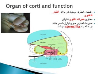 
‫باالی‬ ‫در‬ ‫موجود‬ ‫اخذوی‬ ‫اعضای‬
‫غشای‬
‫قاعدوی‬

‫محتوی‬
‫اخذوی‬ ‫حجرات‬
‫شنوای‬

‫مانند‬ ‫مو‬ ‫تبارزات‬ ‫حاوی‬ ‫اخذوی‬ ‫حجرات‬
‫بنام‬ ‫که‬ ‫بوده‬
sterocillia
‫میباشند‬
 