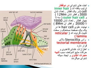 
‫شنوای‬ ‫های‬ ‫اخذه‬
‫دوقطار‬ ‫در‬
‫اند‬ ‫یافته‬ ‫ترتیب‬
(
inner hair
cell
(
‫قطار‬ ‫یک‬ ‫در‬
,
‫شان‬ ‫تعداد‬
3500
‫شان‬ ‫قطر‬ ‫و‬
12Mm
)
‫و‬
outer hair cell
(
‫تا‬ ‫سه‬
‫قطار‬ ‫چهار‬
,
‫شان‬ ‫تعداد‬
15000
‫تا‬
20000
‫ان‬ ‫قطر‬ ‫و‬
8Mm
)

‫علوی‬ ‫نهایت‬
hair cell
‫در‬ ‫ها‬
‫سخت‬ ‫و‬ ‫مستحکم‬ ‫صفحه‬ ‫یک‬ ‫یک‬
‫اند‬ ‫گردیده‬ ‫تثبیت‬
(
reticular
lamina
)

‫راس‬
Sterocillia
‫باالی‬
tectorial membrane
‫دارد‬ ‫قرار‬

‫و‬ ‫قاعدوی‬ ‫غشای‬ ‫اهتزازات‬
‫سبب‬ ‫اندولمف‬ ‫مایع‬ ‫حرکت‬
‫تنبیه‬
‫اخذوی‬ ‫حجرات‬
‫سیاله‬ ‫ایجاد‬ ‫و‬
‫میگردند‬ ‫شنوای‬
 