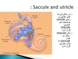 
‫لبرنت‬ ‫داخل‬ ‫در‬
‫در‬ ‫غشای‬ ‫های‬
‫زمین‬
utricle
‫نیم‬ ‫بوضعیت‬
‫عمودی‬
macula
‫دارد‬ ‫قرار‬

‫یک‬
macula
‫در‬ ‫دیگر‬
‫جدار‬
saccule
‫به‬
‫عمودی‬ ‫پالن‬
‫دارد‬ ‫قرار‬
 