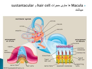
Macula
‫حجرات‬ ‫حاوی‬ ‫ها‬
hair cell
‫و‬
sustantacular
‫میباشند‬
 