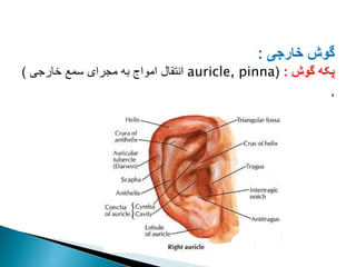 ‫خارجی‬ ‫گوش‬
:
‫گوش‬ ‫پکه‬
:
(
auricle, pinna
‫خارجی‬ ‫سمع‬ ‫مجرای‬ ‫به‬ ‫امواج‬ ‫انتقال‬
)
,
 