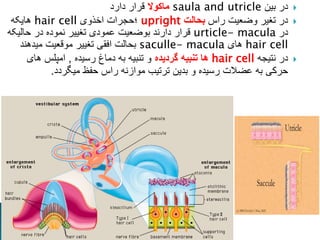 
‫بین‬ ‫در‬
saula and utricle
‫ماکوال‬
‫دارد‬ ‫قرار‬

‫راس‬ ‫وضعیت‬ ‫تغیر‬ ‫در‬
‫بحالت‬
upright
‫اخذوی‬ ‫؛حجرات‬
hair cell
‫هایکه‬
‫در‬
urticle- macula
‫حالیکه‬ ‫در‬ ‫نموده‬ ‫تغییر‬ ‫عمودی‬ ‫بوضعیت‬ ‫دارند‬ ‫قرار‬
hair cell
‫های‬
saculle- macula
‫میدهند‬ ‫موقعیت‬ ‫تغییر‬ ‫افقی‬ ‫بحالت‬

‫نتیجه‬ ‫در‬
hair cell
‫گردیده‬ ‫تنبیه‬ ‫ها‬
‫رسیده‬ ‫دماغ‬ ‫به‬ ‫تنبیه‬ ‫و‬
,
‫های‬ ‫امپلس‬
‫میگردد‬ ‫حفظ‬ ‫راس‬ ‫موازنه‬ ‫ترتیب‬ ‫بدین‬ ‫و‬ ‫رسیده‬ ‫عضالت‬ ‫به‬ ‫حرکی‬
.
 
