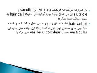 
‫هرجهت‬ ‫به‬ ‫حرکت‬ ‫صورت‬ ‫در‬
Macula
(
‫در‬
saculle
‫و‬
utricle
)
‫حالیکه‬ ‫در‬ ‫گردیده‬ ‫بیجا‬ ‫جهت‬ ‫همان‬ ‫در‬ ‫نیز‬
hair cell
‫به‬
‫میگردد‬ ‫بیجا‬ ‫مخالف‬ ‫جهت‬
.

‫این‬
hair cell
‫قاعده‬ ‫در‬ ‫که‬ ‫میکنند‬ ‫عمل‬ ‫حسی‬ ‫رسپتور‬ ‫عنوان‬ ‫به‬ ‫ها‬
‫است‬ ‫خورده‬ ‫دور‬ ‫عصبی‬ ‫های‬ ‫فایبر‬ ‫انها‬
.
‫بخش‬ ‫با‬ ‫همرا‬ ‫الیاف‬ ‫این‬ ‫که‬
vestibular
‫عصب‬
vesibulu cochlear
‫مینماید‬ ‫سیر‬
 