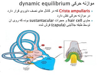 
Crista ampullaris
‫دارد‬ ‫قرار‬ ‫دایروی‬ ‫نصف‬ ‫های‬ ‫کانال‬ ‫در‬ ‫که‬
‫دارد‬ ‫نقش‬ ‫حرکی‬ ‫موازنه‬ ‫در‬

‫حاوی‬
hair cell
‫حجرات‬ ‫و‬
sustantacular
‫ان‬ ‫روی‬ ‫که‬ ‫بوده‬
‫جالتینی‬ ‫طبقه‬ ‫توسط‬
(capula)
‫شده‬ ‫فرش‬
 