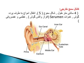 ‫خارجی‬ ‫سمع‬ ‫کانال‬
:
(
4
‫طول‬ ‫متر‬ ‫سانتی‬
,
‫معوج‬ ‫شکل‬
(
S
)
,
‫پرده‬ ‫طرف‬ ‫به‬ ‫امواج‬ ‫انتقال‬
‫گوش‬
,
‫غدوات‬
Serumen
(
‫گوش‬ ‫واکس‬ ‫افراز‬
)
,
‫غضروفی‬ ‫و‬ ‫عظمی‬
)
 