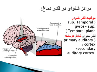 
‫شنوای‬ ‫قشر‬ ‫موقعیت‬
(
sup. Temporal
gyros- sup.
Temporal plane
)

‫شنوای‬ ‫قشر‬
‫دوساحه‬ ‫شامل‬
(
primary auditory
cortex
‫و‬
(secondary
auditory cortex
 