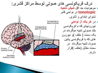 
‫اقل‬ ‫حد‬ ‫موجودیت‬
‫ناحیه‬ ‫شیش‬
tonotopic
‫قشر‬ ‫نواحی‬ ‫در‬
‫ثانوی‬ ‫و‬ ‫ابتدای‬ ‫شنوای‬
.

‫در‬
‫نواحی‬ ‫از‬ ‫یک‬ ‫هر‬
‫فریکونسی‬ ‫با‬ ‫که‬ ‫نیورونهای‬
‫در‬ ‫میگردند‬ ‫تنبیه‬ ‫صوتی‬ ‫بلند‬
‫سمت‬ ‫یک‬
(
‫خلف‬
)
‫نیورون‬ ‫و‬
‫پائین‬ ‫فریکونسی‬ ‫با‬ ‫که‬ ‫های‬
‫در‬ ‫میگردند‬ ‫تنبیه‬ ‫صوت‬
‫مقابل‬ ‫سمت‬
(
‫خلف‬
)
‫قرار‬
‫دارند‬
.
 