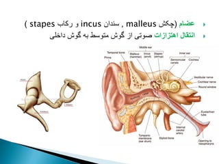 
‫عضام‬
(
‫چکش‬
malleus
,
‫سندان‬
incus
‫رکاب‬ ‫و‬
stapes
)

‫اهتزازات‬ ‫انتقال‬
‫داخلی‬ ‫گوش‬ ‫به‬ ‫متوسط‬ ‫گوش‬ ‫از‬ ‫صوتی‬
 
