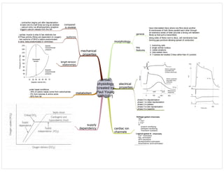 cardiac
physiology
[created by
Paul Young
09/10/07]
morphology
electrical
properties
mechanical
properties
metabolism
cardiac ion
channels
general
key
features
1. branching cells
2. single central nucleus
3. visible striations
4. intercalated discs
5. T-tubules are located Z-lines rather than A-I junction
have intercalated discs where one fibre abuts another
& membranes of both fibres parallel each other through
an extensive series of folds (provide a strong unit between
fibres so that pull is transmitted)
along sides of fibres next to discs, cell membranes fuse
forming gap junctions allowing spread of conduction
compared
to skeletal
- contraction begins just after depolarisation
& lasts one & a half times as long as skeletal
- calcium entry via dihydropyridine receptors
triggers calcium release from the SR
isoforms
length-tension
relationships
- cardiac muscle is slow & has relatively low
ATPase activity (fibres are dependent on oxygen)
- two isoforms of MHCs (alpha predominates
in atria; beta predominates in ventricles)
phase 0 is depolarisation
phase 1 is initial repolarisation
phase 2 is plateau
phase 3 is late repolarisation
phase 4 is baseline
under basal conditions:
- 35% of caloric needs come from carbohydrate
- 5% from ketones & amino acids
- 60% from fat
supply
dependency
 