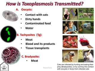B. Tachyzoites (Tg):
A. Oocysts:
C. Bradyzoite:
• Contact with cats
• Contaminated food
• Water
• Dirty hands
• Meat
• Blood and its products
• Tissue transplants
• Meat
Cats are infected by hunting and eating their
prey (Bradyzoites), or by coming into contact
with oocysts in feces from infected cats
Souzan Eassa
 
