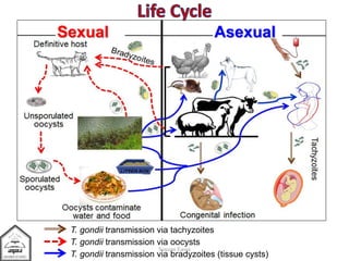 Sexual Asexual
T. gondii transmission via tachyzoites
T. gondii transmission via oocysts
T. gondii transmission via bradyzoites (tissue cysts)
Souzan Eassa
 