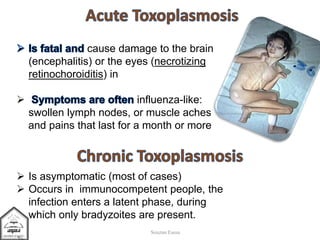 cause damage to the brain
(encephalitis) or the eyes (necrotizing
retinochoroiditis) in
 influenza-like:
swollen lymph nodes, or muscle aches
and pains that last for a month or more
Souzan Eassa
 Is asymptomatic (most of cases)
 Occurs in immunocompetent people, the
infection enters a latent phase, during
which only bradyzoites are present.
 