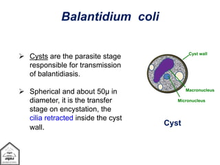 Cyst wall
Micronucleus
Macronucleus
Balantidium coli
Cyst
 Cysts are the parasite stage
responsible for transmission
of balantidiasis.
 Spherical and about 50µ in
diameter, it is the transfer
stage on encystation, the
cilia retracted inside the cyst
wall.
 