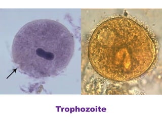 Trophozoite
 