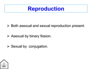 Reproduction
 Both asexual and sexual reproduction present.
 Asexual by binary fission.
 Sexual by conjugation.
 